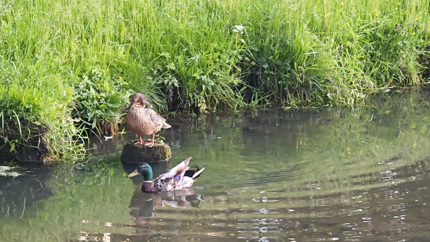 Mallard ducks, crows and other birds on the green grass near the pond, swimming in the water, cleaning their feathers.