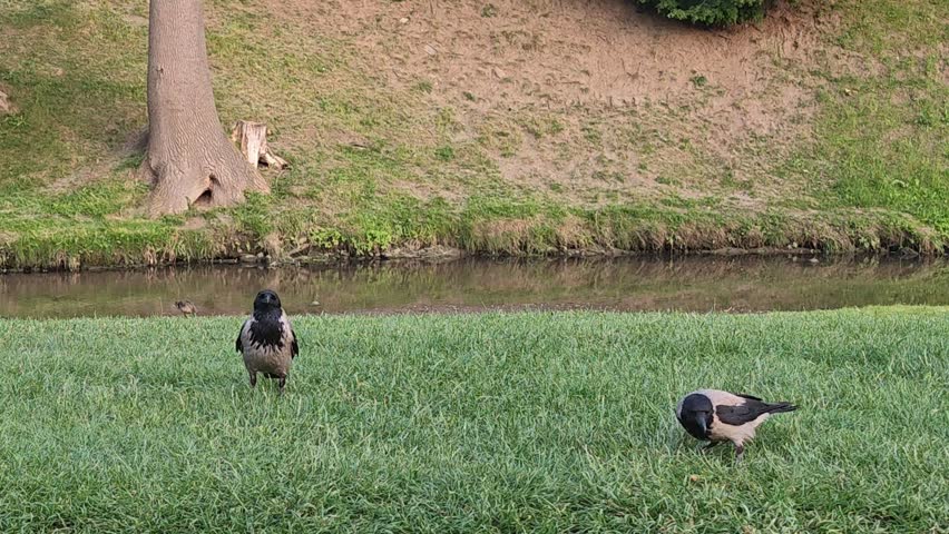 Mallard ducks, crows and other birds on the green grass near the pond, swimming in the water, cleaning their feathers.