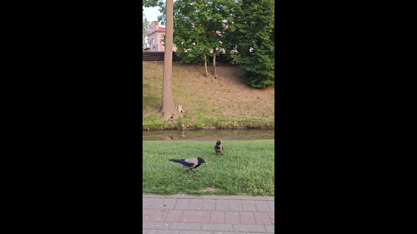 Mallard ducks, crows and other birds on the green grass near the pond, swimming in the water, cleaning their feathers.