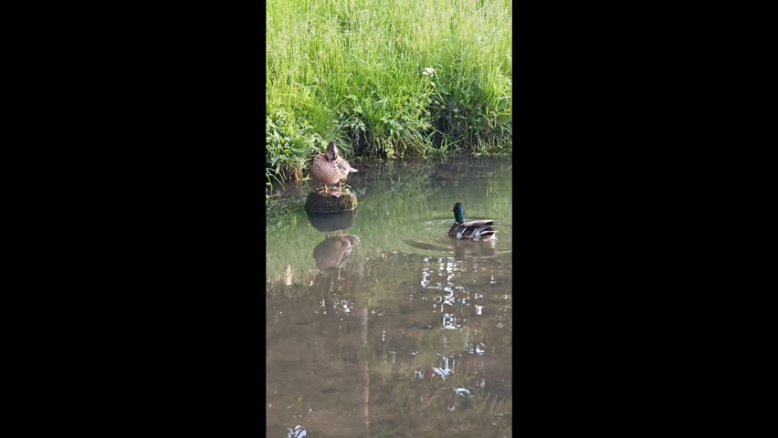 Mallard ducks, crows and other birds on the green grass near the pond, swimming in the water, cleaning their feathers.