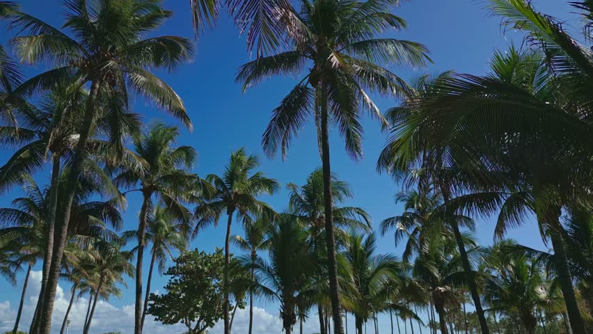 Miami Beach scene from drone, Florida, USA. Miami seaside. Aerial view of Miami Beach and cityscape. Coastline of Miami Beach, aerial view.