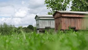 Two bee hives are in a field with a cloudy sky in the background. The hives are wooden and are located near a tree - Powered by Shutterstock - Get 15% off with code: PIKWIZARD15