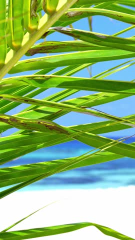 Beach through coconut palm tree leaf. Tropical nature. Vertical footage