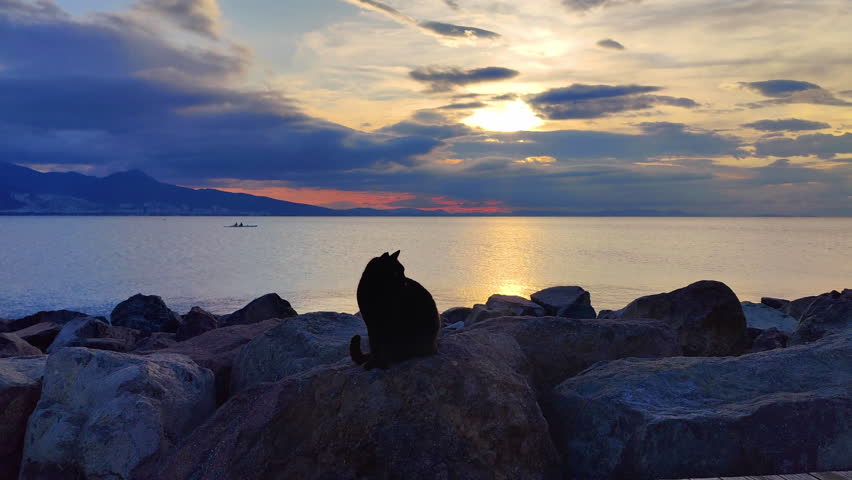 Silhouette of a Street Cat Looking at the Horizon in the Stones by the Sea Footage.