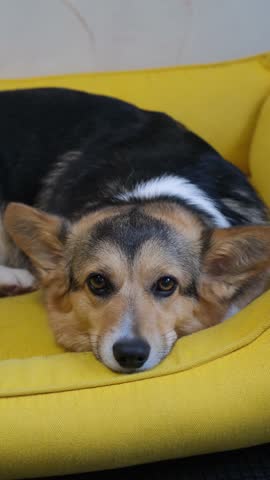 Corgi lies on his mat. The dog rests in his place