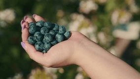 A hand holds a generous handful of ripe blueberries surrounded by a lush garden with soft bokeh effects The sun shines brightly enhancing the vibrant color of the fruit - Powered by Shutterstock - Get 15% off with code: PIKWIZARD15