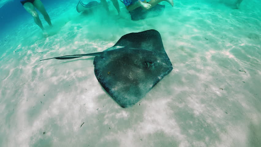 Experience an unforgettable swim with stingrays in crystalclear waters. Explore the beauty of marine life in the Cayman Islands
