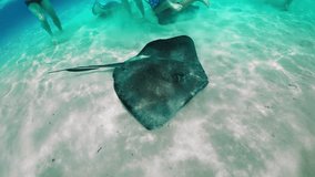 Experience an unforgettable swim with stingrays in crystalclear waters. Explore the beauty of marine life in the Cayman Islands - Powered by Shutterstock - Get 15% off with code: PIKWIZARD15