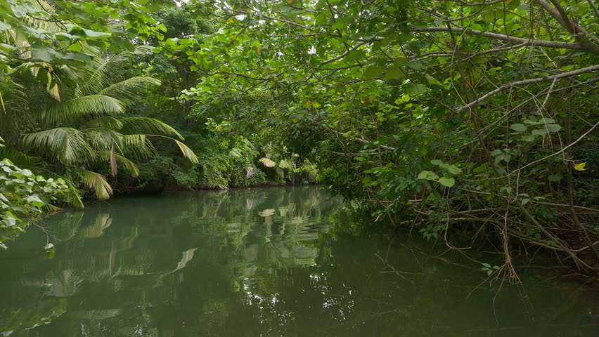 Indian River, beautiful river with blended fresh and volcanic water, giving it slightly pearly-white color. Old mangrove trees and palms on both sides. Dominica, Eastern Caribbean. Top tourist spot.