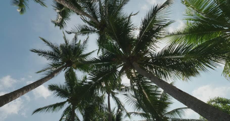 Spinning up view of coconut palm trees with blue sky