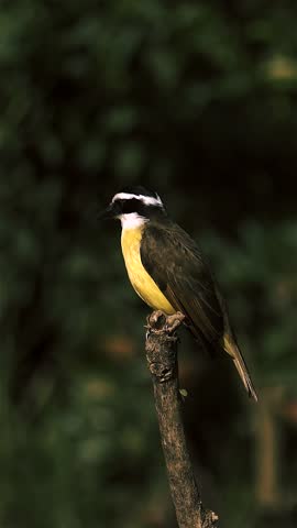 Great kiskadee (Pitangus sulphuratus) perched on an iron pipe, details of yellow and black plumage visible. Natural environment with green foliage around. Ideal for projects on fauna and birds.