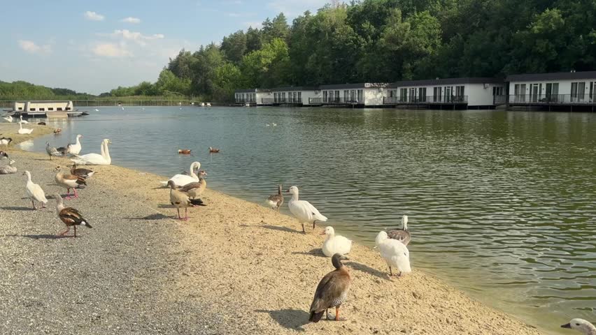 Quacking harmony by the serene riverbank filled with playful ducks and lovely nature vibes