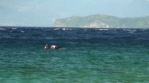 SABANG, MINDORO- PHILIPPINES - DECEMBER 11:Two divers training rescue in the ocean