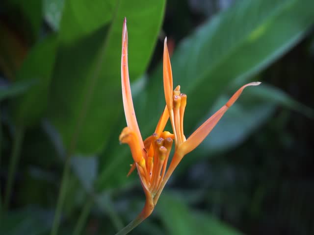 Bright orange wildflower in bloom with soft blurred background, native to Indonesia, perfect for nature themes, floral footage, or botanical visuals