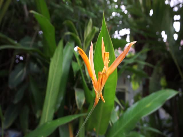 Bright orange wildflower in bloom with soft blurred background, native to Indonesia, perfect for nature themes, floral footage, or botanical visuals