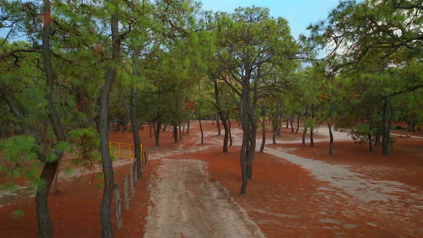Forest trails with tall trees and red brown foliage ground cover in Bosque la Primavera, Guadalajara, Mexico. Eye level immersive drone aerial view