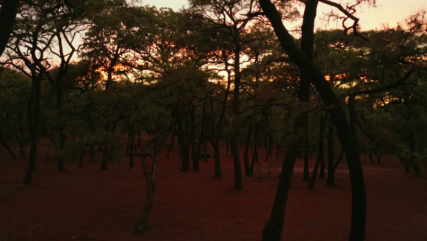 Immersive flight through dense forest with tall trees and warm golden orange sunset lights softly glowing between the trunks in Bosque la Primavera, Mexico.