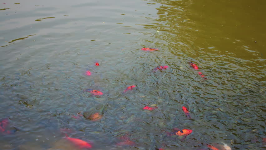 Koi fish swimming near grassy pond edge at peaceful evening Kabini riverside resort