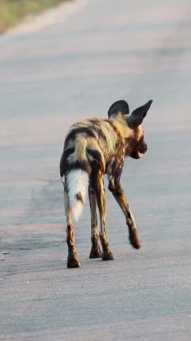 African wild dog walking on a road in a nature reserve, showcasing its unique markings and natural habitat in the wild.
