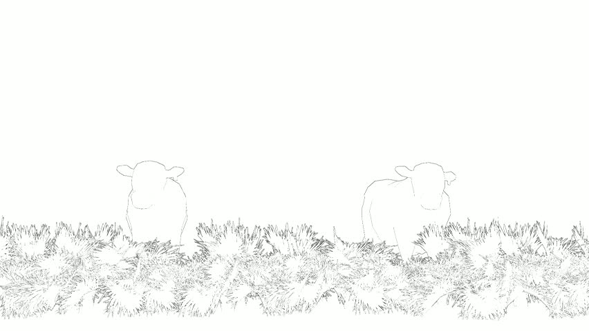 Line Art Animation of Cow Grazing on Grass