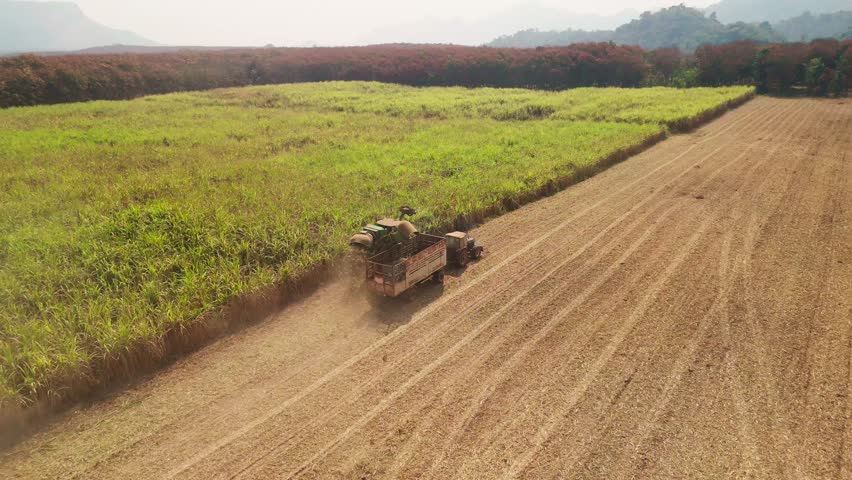 Above drone aerial view scene sugar cane field arid summer dry soil farm net zero waste rural plant nature crop. Go green carbon credit ESG future growth reduce power bio fuel energy truck tractor.