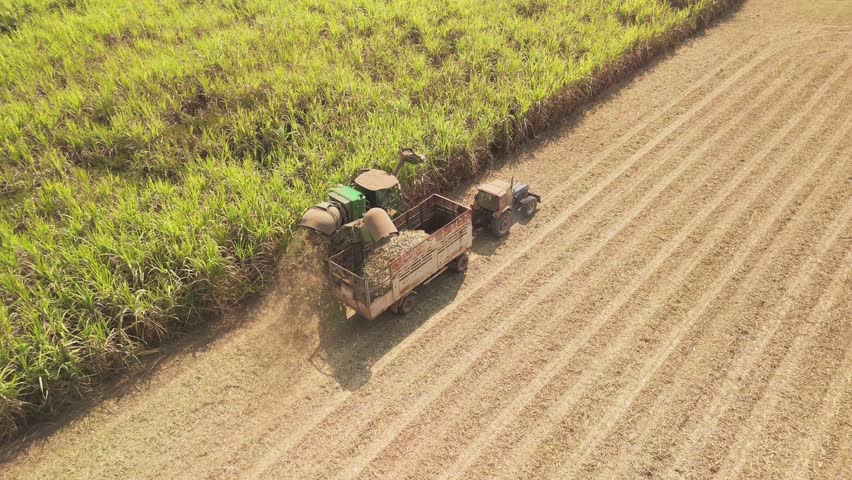 Above drone aerial view scene sugar cane field arid summer dry soil farm net zero waste rural plant nature crop. Go green carbon credit ESG future growth reduce power bio fuel energy truck tractor.