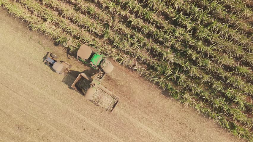 Above drone aerial view scene sugar cane field arid summer dry soil farm net zero waste rural plant nature crop. Go green carbon credit ESG future growth reduce power bio fuel energy truck tractor.