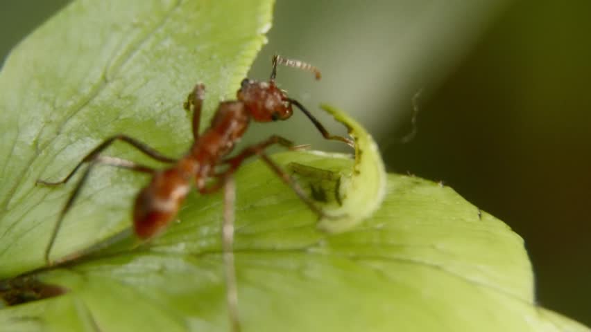 Leafcutter ant carrying a leaf across a green background, macro close-up shot