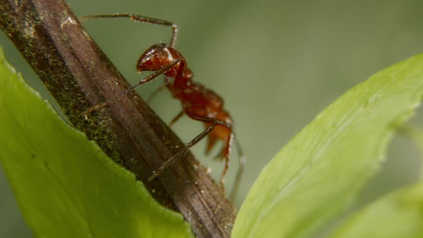 Close-up of a leafcutter ant moving along a green leaf, focusing on details