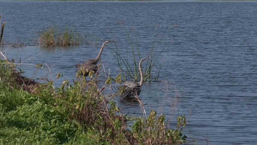  Great Blue Herons Territorial behavior in Springtime