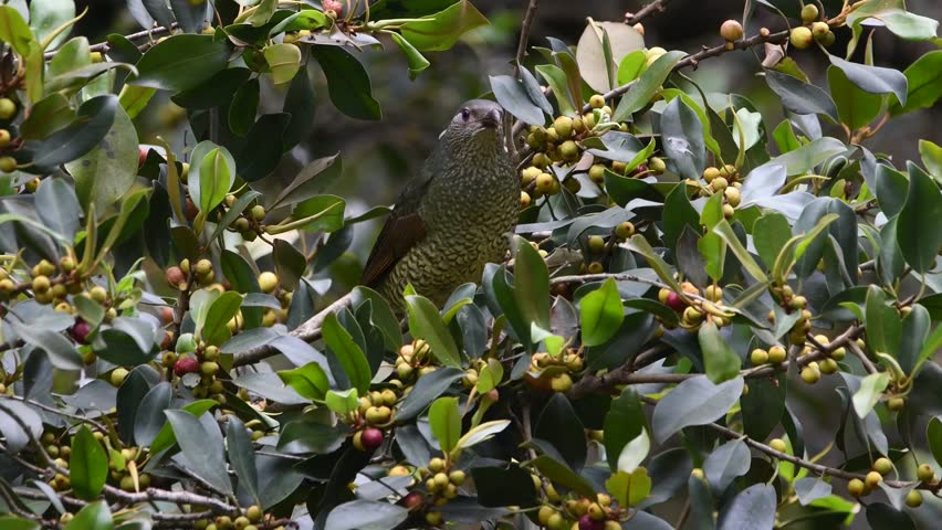 Satin Bowerbird in Australia National Park