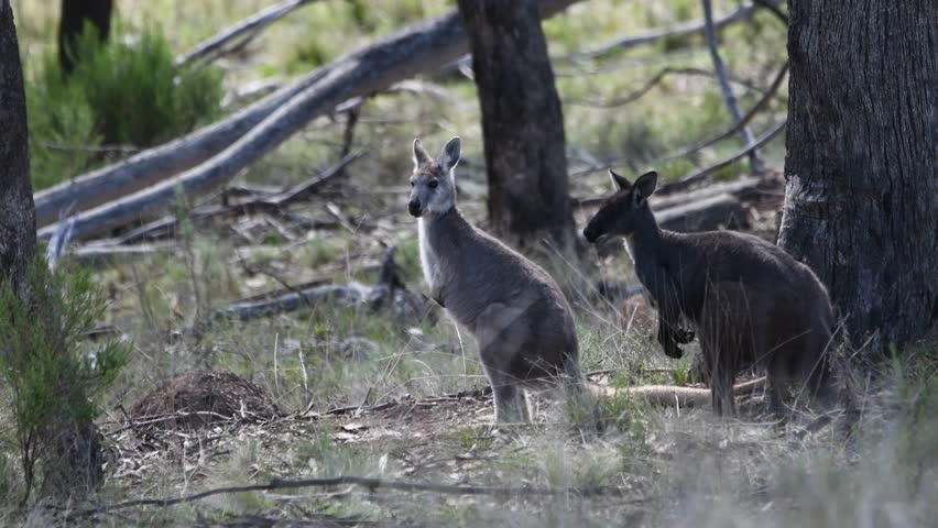 Eastern Grey Kangaroo in National Park