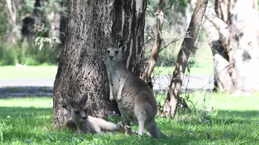 Eastern Grey Kangaroo in National Park