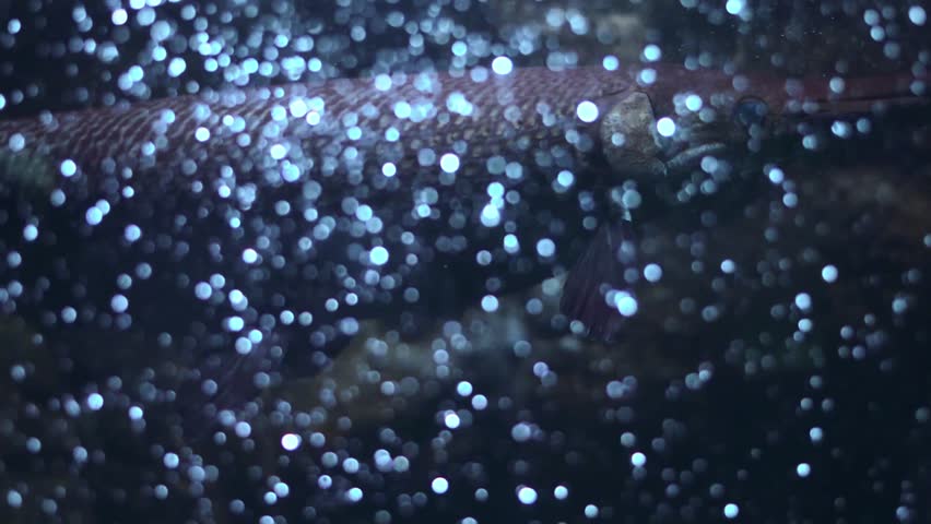 Alligator gar (Atractosteus spatula) swimming in an aquarium.