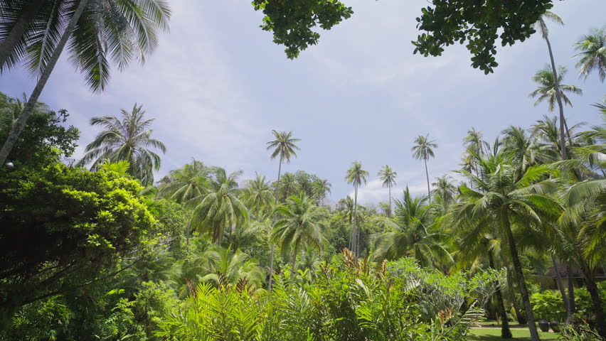 Palm tree beach summer. Panorama coconut palm tree tropical island.