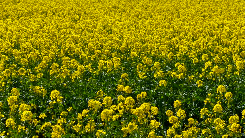 Canola blossom covering farming field with dense yellow flowers. Rapeseed plants blooming brightly under spring sunlight. Field glowing with golden blossoms in full flowering stage. Vibrant canola
