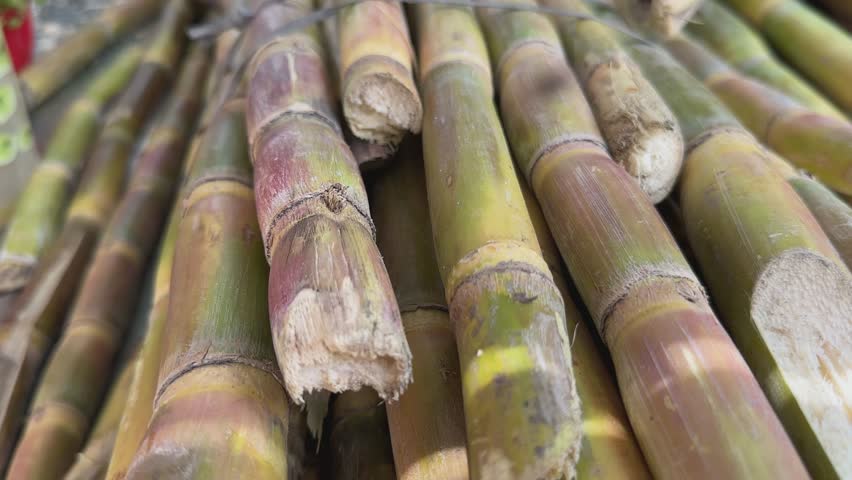 closeup of a suger cabe being pulled from a bundle of freshly harvested sugar cane