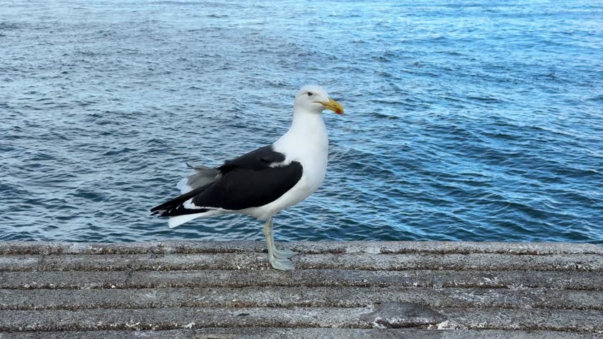 A kelp gull on a pier in Kalk Bay, Cape Town, South Africa.