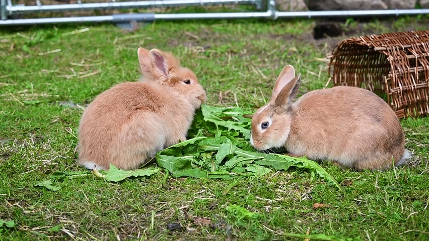 Rabbits sit on green grass, munching fresh dandelion leaves in outdoor setting with a rustic wicker tunnel. 