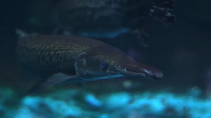 Alligator gar (Atractosteus spatula) swimming in an aquarium.
