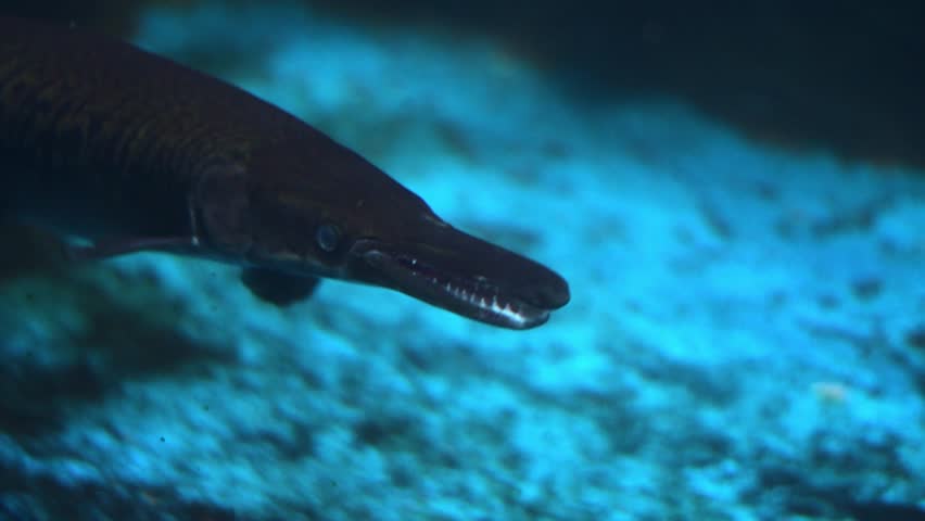 Alligator gar (Atractosteus spatula) swimming in an aquarium.