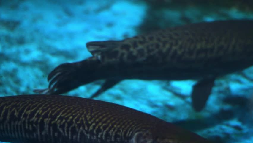 Alligator gar (Atractosteus spatula) swimming in an aquarium environment.