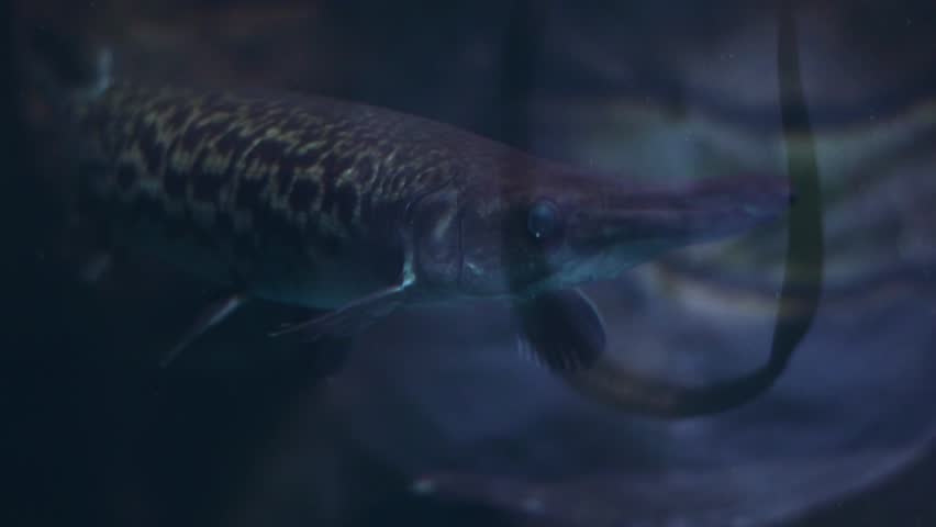 Spotted gar (Lepisosteus oculatus) swimming in an aquarium.