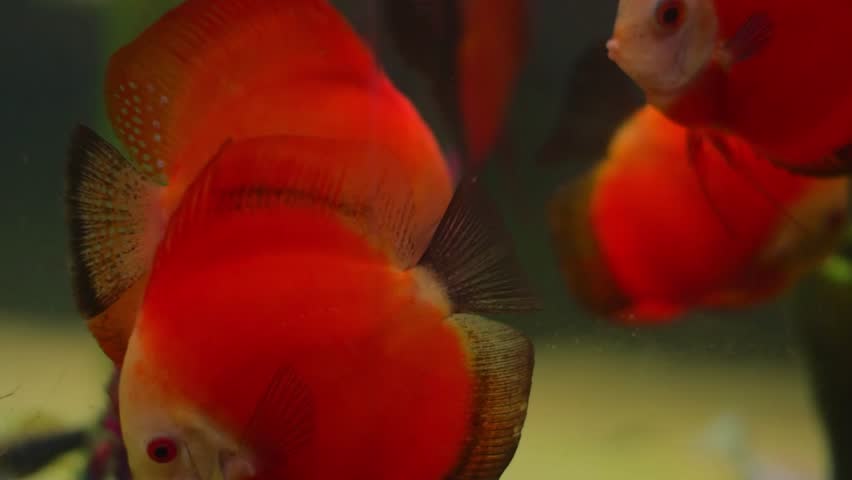 Red Discus (Symphysodon discus) aquarium fish swimming in a planted tank.