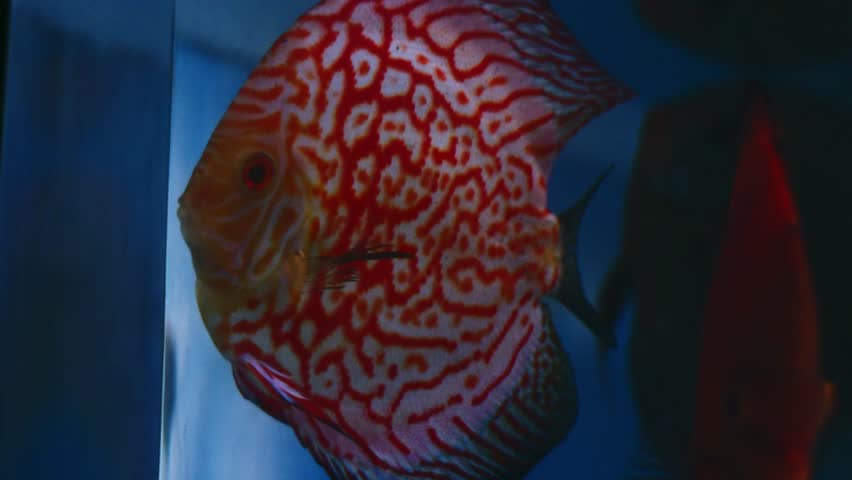 Red Spotted Discus (Symphysodon aequifasciatus) aquarium fish swimming.