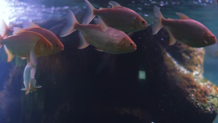 A school of Red-bellied Piranhas (Pygocentrus nattereri) swims in an aquarium.
