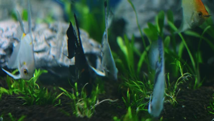 Aquarium fish, including a black angelfish (Pterophyllum scalare) and a marble angelfish.