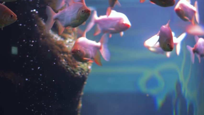 A school of Red-bellied Piranhas (Pygocentrus nattereri) swim in an aquarium.