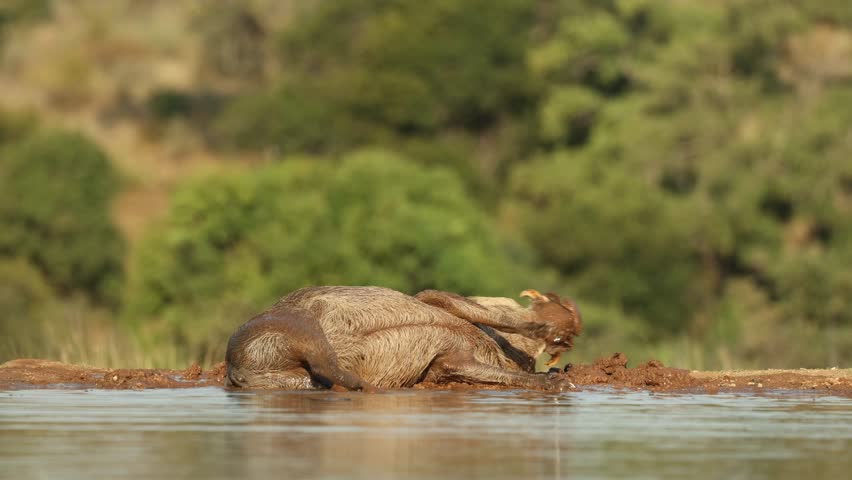 A group of warthogs enjoying a mud bath in a waterhole. Filmed at a low angle from a photographic hide in the Greater Kruger.