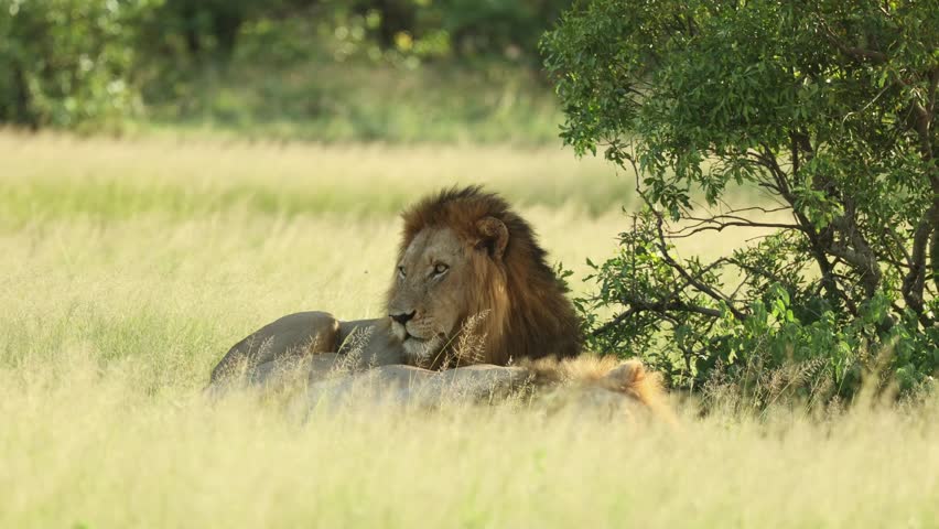 A male lion lifting his head and yawns before grooming his sleeping brother, Greater Kruger.